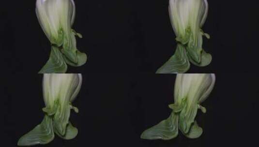 小青菜绿叶菜油菜蔬菜高清在线视频素材下载