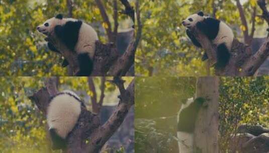 熊猫晒太阳高清在线视频素材下载