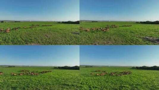 牧马放马奔跑的马群高清在线视频素材下载