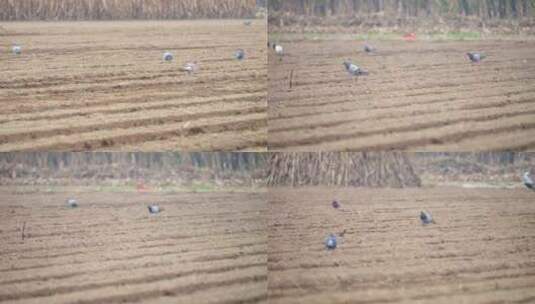 田地 鸽子 田间进食的鸟类 鹁鸽高清在线视频素材下载