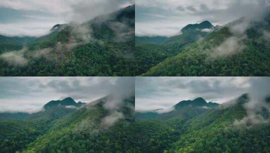雨雾缭绕的森林高清在线视频素材下载