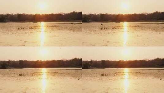日落时飞过湖面的鸟，南非高清在线视频素材下载