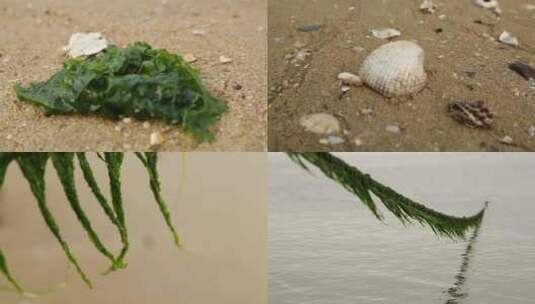 C福建晋江围头村沙滩海洋生物高清实拍视频高清在线视频素材下载