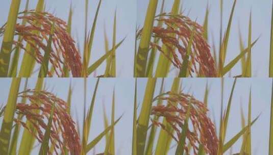 逆光唯美成熟水稻稻穗特写高清在线视频素材下载