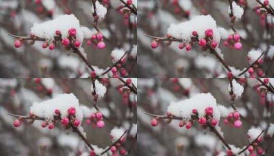 雪落在花上特写高清在线视频素材下载