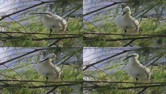 生态湿地里的白鹭，大白鹭高清在线视频素材下载