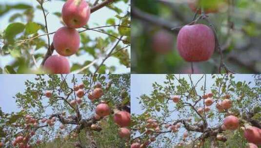 苹果收获 苹果采摘高清在线视频素材下载