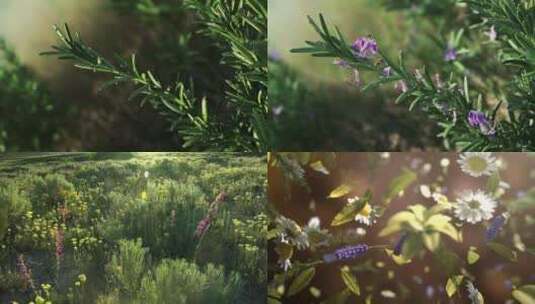 植物开花瞬间高清在线视频素材下载