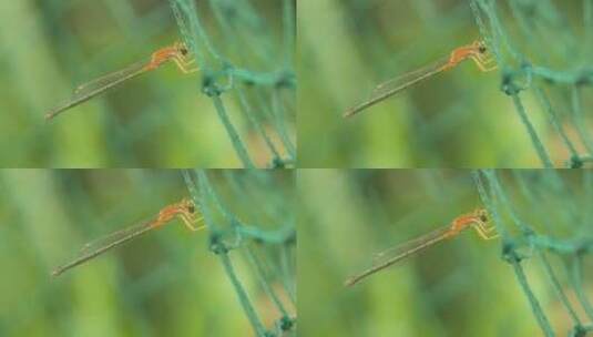 春天大自然蜻蜓豆娘昆虫微距高清在线视频素材下载