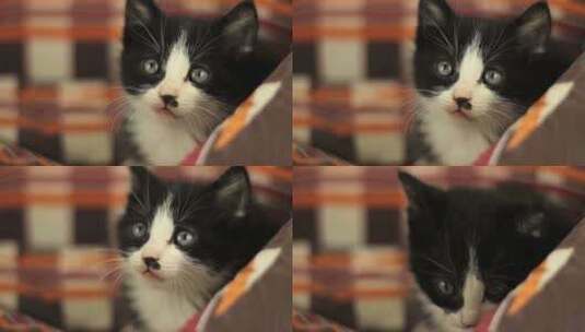 黑色可爱的小猫咪高清在线视频素材下载