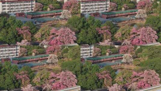 中国广东省广州市天河区华南师范大学异木棉高清在线视频素材下载