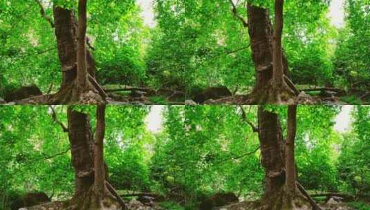 绿色林中树木高清在线视频素材下载