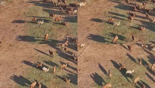 内蒙古阿拉善盟阿右旗骆驼养殖高清在线视频素材下载