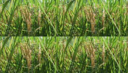 金色水稻 水稻特写 水稻种子高清在线视频素材下载