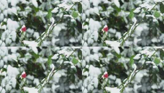 冬天大雪纷飞风雪中的玫瑰花花蕾高清在线视频素材下载