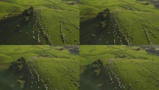壮观羊群跑过青草地，航拍羊群高清在线视频素材下载