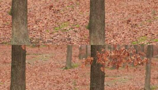 秋天落叶高清在线视频素材下载