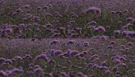 一片紫色花海 马鞭草高清在线视频素材下载