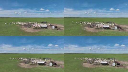 航拍呼伦贝尔草原羊群喝水669高清在线视频素材下载