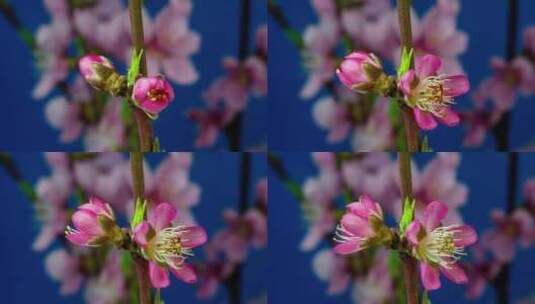 花开延时 开花瞬间高清在线视频素材下载