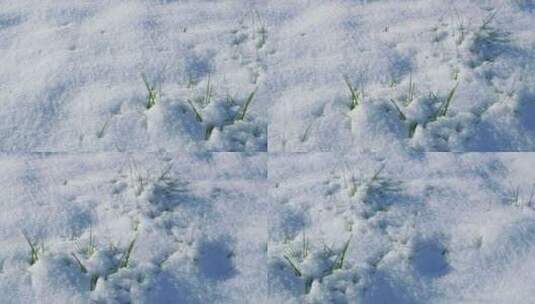 春天小草装地上结着冬雪上发芽生长高清在线视频素材下载