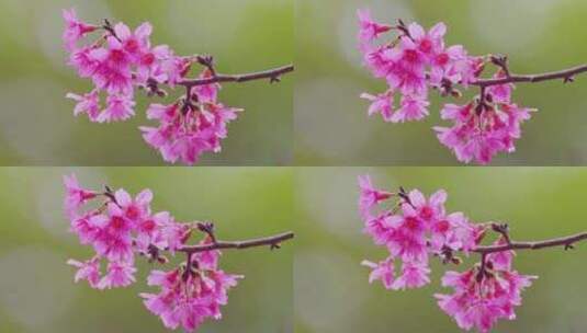 春天粉红色樱花花开高清在线视频素材下载