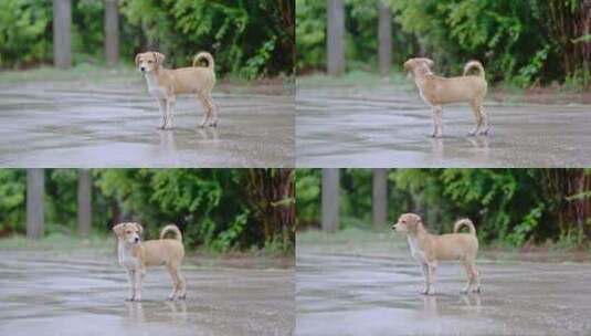 雨后农村野地可爱的小狗高清在线视频素材下载