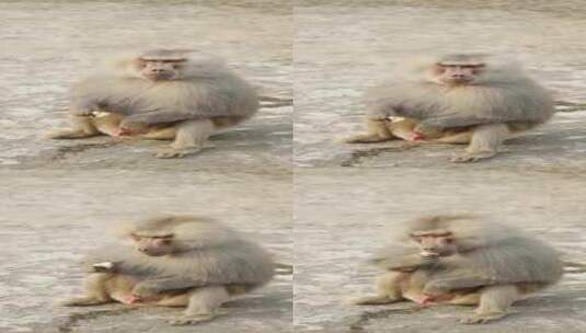 动物园里的狒狒特写视频高清在线视频素材下载