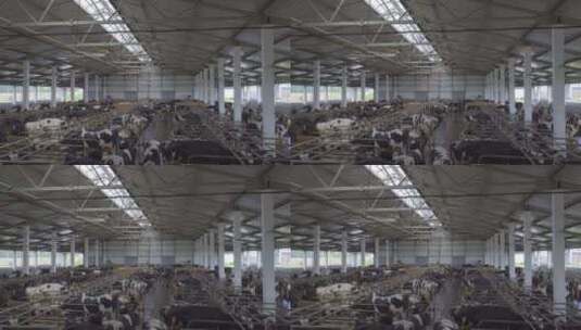 奶牛养殖场内景高清在线视频素材下载