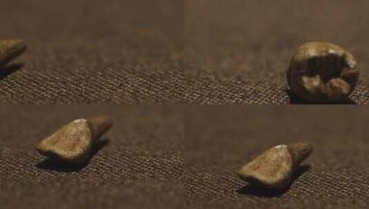 博物馆化石人类牙齿高清在线视频素材下载