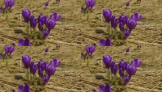 春天来了 万物复苏 花朵开始绽放高清在线视频素材下载