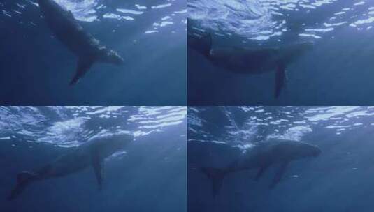海洋生物海底世界做头鲸高清在线视频素材下载