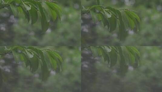 谷雨下雨雨滴滴落树叶特写高清在线视频素材下载