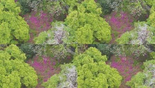 湖北武汉东湖磨山景区杜鹃花盛开高清在线视频素材下载