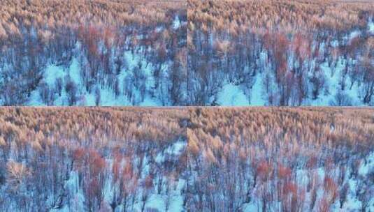 夕阳洒在雪原树林上高清在线视频素材下载