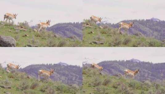 怀俄明州黄石国家公园的叉角羚沿着山脊行走高清在线视频素材下载
