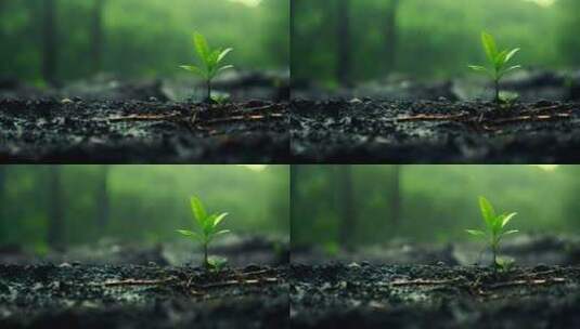 雨后生长的绿色的植物嫩芽高清在线视频素材下载