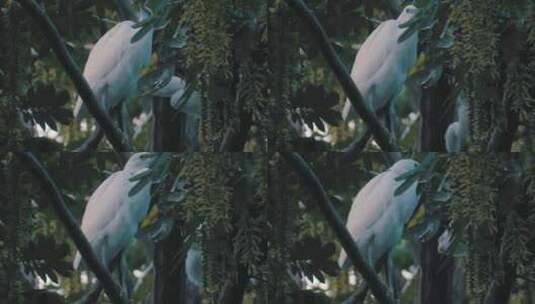 夏天树林里的鸟高清在线视频素材下载