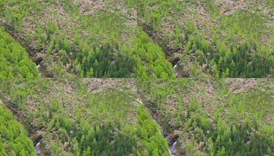 四川省阿坝州小金县结斯沟夏季高山花杜鹃花高清在线视频素材下载