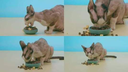 斯芬克斯猫加拿大无毛猫吃猫粮 猫吃食物高清在线视频素材下载