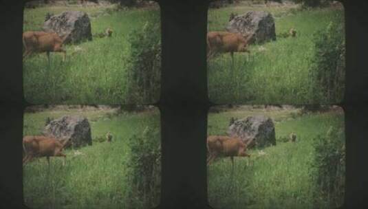 小鹿在田野8毫米电影风格中跑过母鹿高清在线视频素材下载