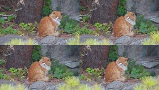 流浪猫野猫小猫猫咪爱宠人士高清在线视频素材下载