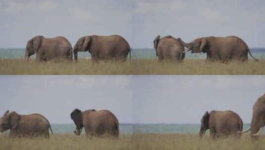 大象，哺乳动物，草原，非洲高清在线视频素材下载