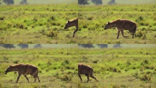 Maasai Mara，非洲，平原，肯尼高清在线视频素材下载