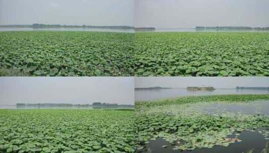 湿地野生荷花湖泊高清在线视频素材下载