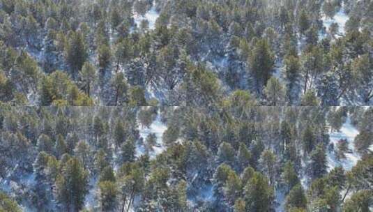 寒冬雪原下着小雪的绿色松林高清在线视频素材下载