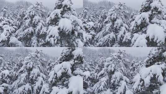 伏牛山冬季雪景云海雾凇高清在线视频素材下载