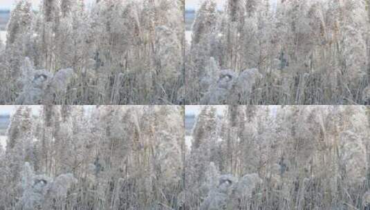 芦苇 禾本科 花 干芦苇 被子植物湿地边高清在线视频素材下载