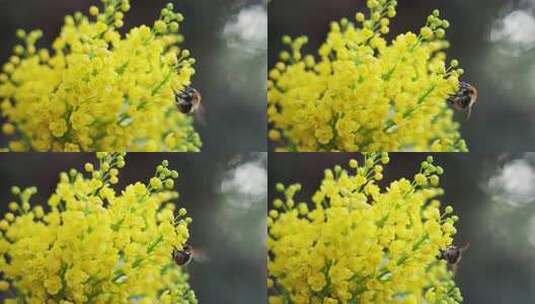 马宏花黄花的蜜蜂授粉高清在线视频素材下载