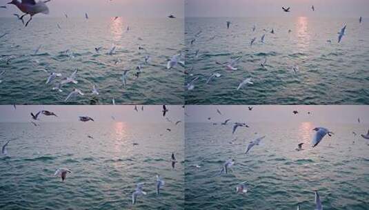 大海海面飞翔的海鸥高清在线视频素材下载